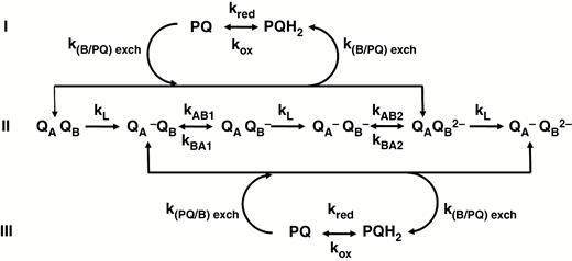 Scheme of the two-electron gate (TEG) model and related reactions. The two-electron gate mechanism, by which electrons are transferred from QA to QB, is represented by the reactions on line II. The rate constants are: kL, overall rate constant of QA reduction; kAB1 and kAB2, rate constants of ET from the reduced QA to QB and QB‒, respectively; kBA1 and kBA2, rate constants of backward ET from QB‒ and QB2‒ to QA, respectively. The reactions above and below line II describe the reversible exchange of doubly reduced QB (after its double protonation, which is implicitly assumed) with a PQ molecule from the PQ pool (rate constants k(B/PQ)exch and k(PQ/B)exch); the reversible oxidation of the plastoquinol (rate constants kox and kred) is implicitly assumed to be the result of chlororespiration and cyclical electron flow around PSI. Modified from Lazár and Schansker (2009).