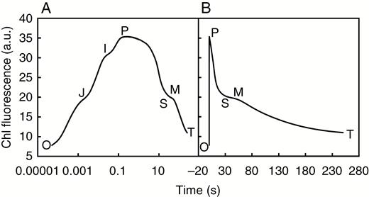 Chlorophyll a fluorescence induction curves measured in leaves of 10-d-old barley (Hordeum vulgare L.) plants kept in darkness for 20 min before the measurement, shown on a logarithmic time scale (A), and on a linear time scale (B); a.u., arbitrary units. The O, J, I, P, S, M and T steps marked in the figure represent: O, the origin (minimum fluorescence FO); J and I, intermediary fluorescence levels at 2 and 30 ms (FJ and FI); P, the peak (FP); S, a semi-steady state level; M, a maximum; and T, the terminal steady state. Measurements were made under continuous red (650 nm) light of 2500 μmol photons m–2 s–1 with a Plant Efficiency Analyser (Hansatech, UK). Modified from Stirbet et al. (2018).