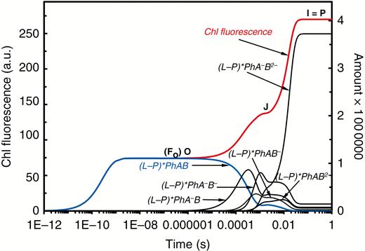 Simulations of the O-J-I(=P) ChlF rise (see text) and of the model forms of photosystem (PS) II in the excited state, which mainly contribute to the (chlorophyll a) fluorescence transient, are shown on a logarithmic time scale. Abbreviations: (L-P)*, the excited state of the PSII antenna, which is equilibrated among all light harvesting Chls, including P680; Ph, pheophytin; A and B, the first and second plastoquinone acceptors of PSII (QA and QB). The time course of the PSII model form (L-P)*PhAB at the beginning of the transient, which represents excited open PSII RCs (i.e. with oxidized QA), is at the origin of the minimal ChlF, FO. Modified from Lazár (2003).