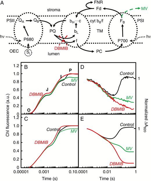 Diagram of the ET reactions used in the model of Lazár (2009) (A), the O-J-I-P ChlF transients measured on control (= untreated) leaves, as well as on leaves treated with 2,5-dibromo-3-methyl-6-isopropyl-p-benzoquinone (DBMIB, which inhibits ET in the cytochrome b6/f, see A) or with methyl-viologen (MV, which accepts electrons from the iron–sulfur cluster of PSI and ferredoxin, Fd, see A) (B), and the respective curves simulated with the model (C), the ΔA820 curves measured under the same conditions (D), and the respective curves simulated by the model (E). The curves are shown on a logarithmic time scale. Abbreviations: Si, the S-states of the oxygen-evolving complex (OEC); f, bL, bH…c, cytochrome f, low/potential cytochrome b6, and high-potential cytochrome b6 in kinetic equilibrium with the haem c of cytochrome b6/f complex; PC, plastocyanin. Modified from Lazár (2009).