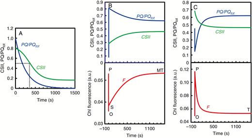 Simulated kinetics of the fraction of the oxidized plastoquinone (PQ) pool (i.e. PQ/PQtot) and the relative absorption cross-section of photosystem (PS) II (i.e. CSII) during dark adaptation under anoxic conditions of a hypothetical sample of Chlamydomonas reinhardtii cells (see A), as well as simulated time courses of PQ/PQtot, CSII and Chl fluorescence induction (F) during illumination in the presence of oxygen of the hypothetical sample after 600 s (see B) and 200 s (see C) anoxic dark adaptation. Note that a decrease in CSII reflects a state 1 to state 2 transition, while an increase reflects a state 2 to state 1 transition. Modified from Stirbet and Govindjee (2016).