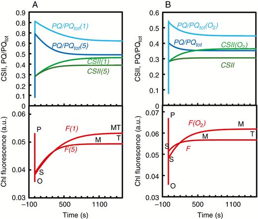 Simulated kinetics of the fraction of the oxidized plastoquinone (PQ) pool (i.e. PQ/PQtot), the relative absorption cross-section of photosystem (PS) II (i.e. CSII), and of chlorophyll (Chl) fluorescence induction (F) during illumination in the presence of oxygen of a hypothetical sample of Chlamydomonas reinharditii cells dark-adapted for 600 s under anoxic conditions, by considering that: (1) the illumination is equivalent to 100 μmol photons m−2 s−1, and the rate constant of the cyclic electron flow (CEF) around PSI is kCyc = 1 or 5 s−1 (see A); and (2) the illumination is equivalent to 300 μmol photons m−2 s−1, the rate constant of CEF-PSI is 1 s−1, and that of the Mehler reaction (i.e. ET from ferredoxin to O2) kO2 = 0 or 11 s−1 (see B). Note that an increase in CSII reflects a state 2 to state 1 transition. These simulations show that the S-M fluorescence rise decreases when light intensity increases or when CEF-PSI is faster, but increases when the Mehler reaction is also functioning. Modified from Stirbet and Govindjee (2016).