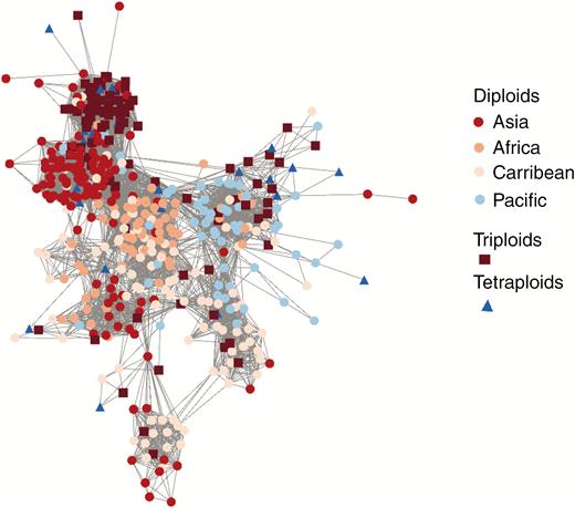 Network showing the genetic relationships between diploid, triploid and tetraploid accessions. The combination of colours and shape represents ploidy levels and geographical origin.