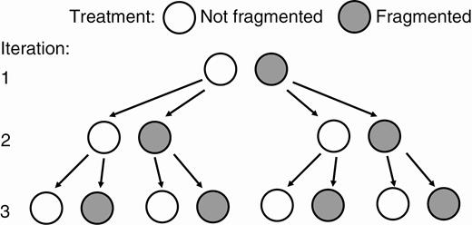 Experimental design. The first iteration began with single ramets whose vegetative offspring were either severed (fragmented treatment) or left connected (not fragmented). The second iteration began with single offspring of the original ramets in the first iteration, and the third iteration with offspring from the second iteration. The experiment was run once at a high level of nutrients and once at a low level. See text for details.