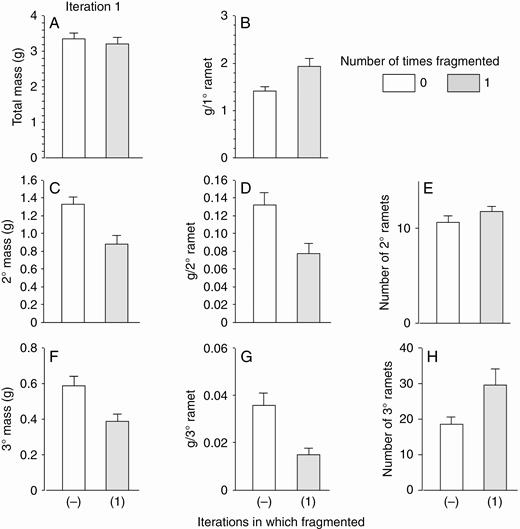 High-nutrient run: effects of the first iteration of fragmentation treatments on final total dry mass (mean + s.e.) of clonal fragments and mass, mass per ramet, and number of ramets in the parental (primary) ramet (1°), its offspring (secondary ramets, 2°) and their offspring (tertiary ramets, 3°). There was only one parental ramet, and thus mass per primary ramet equals mass of the primary ramet. ANOVA (effect of fragmentation, d.f. 1,22): total mass, F = 0.3, P = 0.6; mass per primary ramet, F = 7.9, P = 0.01; mass of secondary ramets, F = 12.5, P = 0.002; mass per secondary ramet, F = 9.7, P = 0.005; number of secondary ramets, F = 1.9, P = 0.2; mass of tertiary ramets, F = 9.3, P = 0.006; mass per tertiary ramet, F = 20.8, P < 0.001; number of tertiary ramets, F = 4.8, P = 0.04.