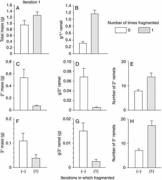 Low-nutrient run: effects of the first iteration of fragmentation treatments on final total dry mass (mean + s.e.) of clonal fragments and mass, mass per ramet, and number of ramets in the parental (primary) ramet (1°), its offspring (secondary ramets, 2°) and their offspring (tertiary ramets, 3°). There was only one parental ramet, and thus mass per primary ramet equals mass of the primary mass ramet. ANOVA (effect of fragmentation, d.f. 1,22): total mass, F = 2.7, P = 0.11; mass per primary ramet, F = 55.9, P < 0.001; mass of secondary ramets, F = 9.7, P = 0.005; mass per secondary ramet, F = 18.9, P < 0.001; number of secondary ramets, F = 12.7, P = 0.002; mass of tertiary ramets, F = 9.2, P = 0.006; mass per tertiary ramet, F = 31.2, P < 0.001; number of tertiary ramets, F = 24.7, P < 0.001.