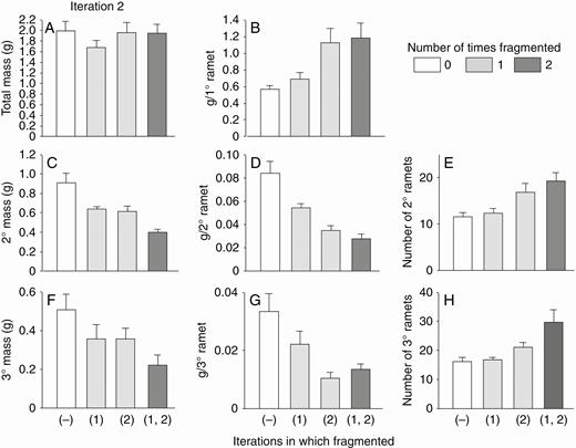 High-nutrient run: effects of the second iteration of fragmentation treatments on final total dry mass (mean + s.e.) of clonal fragments and mass, mass per ramet, and number of ramets in the parental (primary) ramet (1°), its offspring (secondary ramets, 2°) and their offspring (tertiary ramets, 3°). There was only one parental ramet, and thus mass per primary ramet equals mass of the primary ramets. The parental ramet was a secondary ramet in the first iteration.