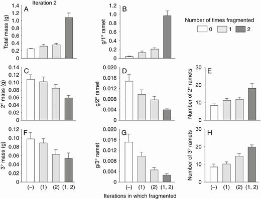 Low-nutrient run: effects of the second iteration of fragmentation treatments on final total dry mass (mean + s.e.) of clonal fragments and mass, mass per ramet, and number of ramets in the parental (primary) ramet (1°), its offspring (secondary ramets, 2°) and their offspring (tertiary ramets, 3°). There was only one parental ramet, and thus mass per primary ramet equals mass of the primary ramets. The parental ramet was a secondary ramet in the first iteration.