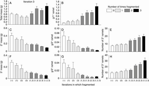 High-nutrient run: effects of the third iteration of fragmentation treatments on final total dry mass (mean + s.e.) of clonal fragments and mass, mass per ramet, and number of ramets in the parental (primary) ramet (1°), its offspring (secondary ramets, 2°) and their offspring (tertiary ramets, 3°). There was only one parental ramet, and thus mass per primary ramet equals mass of the primary ramets. The parental ramet was a secondary ramet in the second iteration.