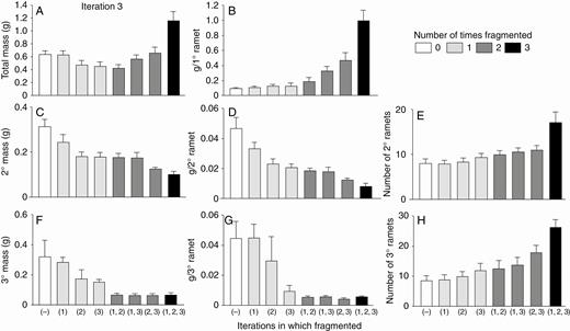 Low-nutrient run: effects of the third iteration of fragmentation treatments on final total dry mass (mean + s.e.) of clonal fragments and mass, mass per ramet, and number of ramets in the parental (primary) ramet (1°), its offspring (secondary ramets, 2°) and their offspring (tertiary ramets, 3°). There was only one parental ramet, so mass per primary ramet equals mass of the primary ramet. The parental ramet was a secondary ramet in the second iteration.