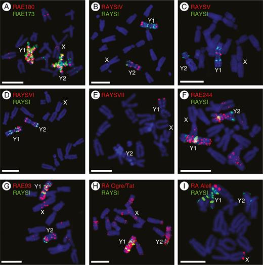 Localization of satellite DNA and transposable elements on metaphase chromosomes of R. acetosa using FISH. Scale bars = 10 µm. (A) RAE180 (red signal) and RAE173 satellite (green signal) paint almost the entire Y chromosomes. (B) RAYSIV satellite (red signal) is present on both Y chromosomes in two (Y1) and three (Y2) loci. (C) RAYSV satellite (red signal) is at one locus on the Y1 chromosome in the subcentromeric region. (D) RAYSVI satellite (red signal) gives a signal at several discrete loci on both Y chromosomes. (E) RAYSVII satellite (red signal) is present in the distal part of the Y1 chromosome. (F) RAE244 satellite (red signal) is accumulated on Y chromosomes and a few dispersed signals are observed in the remainder of the genome. (G) RAE93 (red signal) covers both Y chromosomes and a few loci in the remainder of the genome. (H) RA Ogre/TAT retrotransposon (red signal) is accumulated mostly on both Y chromosomes. (I) RA AleII retrotransposon is located on the distal parts of the Y1 and X chromosomes. RAYSI satellite (green signal) was used as a Y-chromosome marker; the signal is localized in four spots on each arm of the Y1 chromosome and in two spots on each arm of the Y2 chromosome.