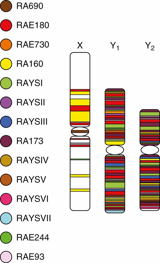 Schematic map of satellite localization on sex chromosomes in R. acetosa.