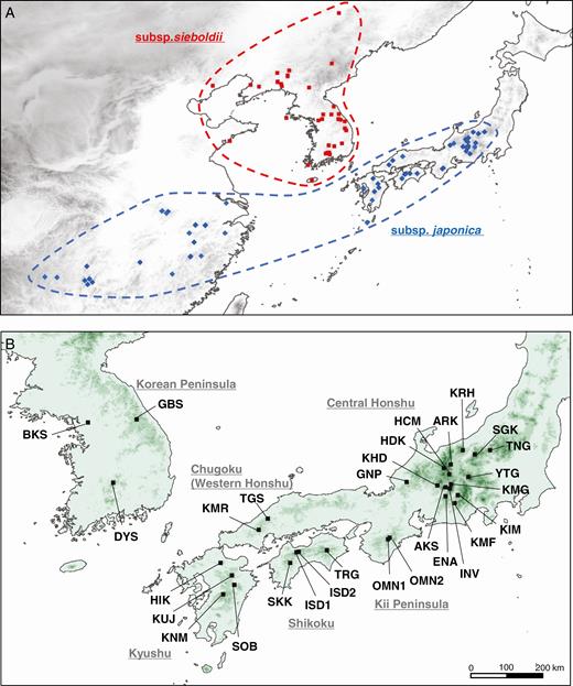 Distribution (A) and sampling locations (B) of Magnolia sieboldii subsp. sieboldii and subsp. japonica. The distribution was based on available detailed information sourced from the database of the Chinese Virtual Herbarium, Ueda (1980) and the sampling location in this study. The details of the sampling locations are provided in Table 1. Population abbreviations: TNG, Mt. Tanigawa; SGK, Shigakogen Highlands; KRH, Mt. Kurohime; YTG, Mt. Yatsugatake; KIM, Mt. Kimen; KMF, Mt. Kumabushi; ARK, Mt. Ariake; HDK, Mt. Hodaka; HCM, Mt. Hachimori; KMG, Mt. Kisokomagatake; INV, Ina Riv.; AKS, Akasawa Natural Recreational Forest; ENA, Mt. Ena; KHD, Mt. Kohide; GNP, Mt. Genanpo; OMN1, Mt. Misen; OMN2, Mt. Daifugen; TGS, Mt. Tenguishi; KMR, Mt. Kanmuri; TRG, Mt. Tsurugi; ISD1, Mt. Kamegamori; ISD2, Mt. Kanpusen; SKK, Shikoku Karst; HIK, Mt. Hiko; KUJ, Mt. Taisen; SOB, Mt. Sobo; KNM, Mt. Kunimi; GBS, Mt. Gyebangsan; DYS, Mt. Dukyusan; and BKS, Mt. Bukhansan.