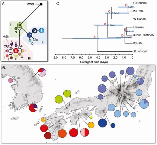 (A) Haplotype network showing the genealogical relationships among the 19 haplotypes detected in M. sieboldii (A–S), as well as M. wilsonii (MWS) and M. sinensis (MSN), and (B) frequencies of haplotypes in each population. (C) Phylogenetic relationships among the six regional populations for the chloroplast gene based on a coalescent analysis in *BEAST. Numbers at the nodes are posterior probabilities. Light blue bars on nodes represent the 95 % HPD intervals for node ages in Ma.