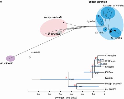 (A) Consensus network generated using Splitstree combining the gene trees for the nuclear COS genes. (B) Phylogenetic relationships among the six regional populations for the nuclear COS genes based on a coalescent analysis in *BEAST. Numbers at the nodes are posterior probabilities. Light blue bars on nodes represent the 95 % HPD intervals for node ages in Ma.