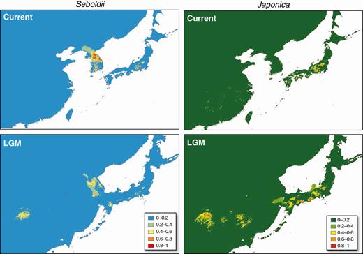 Ecological niche models (ENMs) showing the predicted distributions of the two M. sieboldii subspecies during the current, Last Glacial Maximum (LGM) and Last Interglacial (LIG) periods under the MIROC-ESM climate model.
