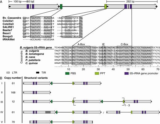 Structural features and variants of Ama_Cassandra. (A) Structure of Ama_Cassandra full-length elements. Arrows represent LTRs (grey) and TIRs (black). Coloured rectangles indicate the priming sites for the reverse transcriptase, the PBS (dark green) and the PPT (light green), as well as the 5S rDNA-derived RNA pol III promoter motifs (purple), namely A box, intermediate element (IE) and C box. Nucleotide sequences of the conserved PBS, PPT and 5S rDNA promoter motifs are provided (boxed), including flanking sequences. PBS and PPT are compared with other sugar beet retrotransposons representing the superfamilies Ty1-copia (Weber et al., 2010) and Ty3-gypsy (Weber and Schmidt, 2009; Weber et al., 2013). For the conserved 5S rDNA region within the LTR, Cassandra sequences from different Amaranthaceae are aligned with the genomic 5S rRNA gene of B. vulgaris. Matching nucleotide positions are highlighted in grey. (B) Structural variants of Ama_Cassandra are presented, along with the respective copy numbers. This includes the canonical Ama_Cassandra full-length sequence (I) as well as rearranged Cassandra-derivatives (II–V): solo LTRs (II); TA Cassandra elements (III); Cassandra sequences with internal deletions or insertions in or between the two LTR sequences, often affecting conserved sites such as the PBS, PPT or 5S rDNA region (IV); and 5′ or 3′ truncated Cassandra retrotransposons (V).