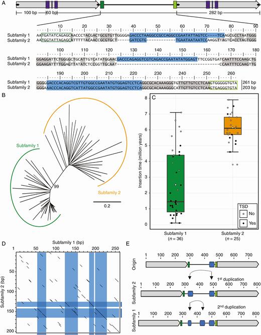 Sugar beet Ama_Cassandra internal sequences represent two main variants. (A) Alignment of representative internal regions of the Ama_Cassandra subfamilies. Internal sequences for the two main Ama_Cassandra variants are compared and are referred to as subfamily 1 and subfamily 2. Matching nucleotide positions are highlighted in grey. Conserved structures are framed in colour (PBS, dark green; PPT, light green). Potentially duplicated regions are highlighted in light and dark blue. (B) Neighbour-joining dendrogram of internal sequences for all 61 full-length Ama_Cassandra sequences. The two main variants, namely subfamily 1 (green) and subfamily 2 (orange), are clearly separated, with the shortest branch lengths observed for subfamily 1 members. The dendrogram is drawn to scale, with branch length units corresponding to the evolutionary distance (p-distance). (C) Insertion times of full-length Cassandra retrotransposons of subfamilies 1 and 2. Fill colour of individual data points indicates the presence (black) or absence (grey) of flanking TSDs for each analysed Cassandra. Most Cassandras of subfamily 1 integrated within the last 5 million years and are often flanked by TSDs. In contrast, Cassandras of subfamily 2 are older on average, with fewer TSDs. (D) Comparative dotplots (wordsize 5) of the internal regions of subfamily 1- and 2-reference sequences. Potential duplication events are highlighted in blue. (E) Evolutionary scenario for the generation of two Ama_Cassandra subfamilies in beet. Two duplications are sufficient for the emergence of the slightly larger subfamily 1.