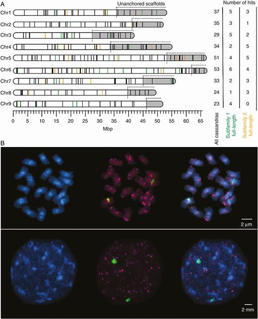 Chromosomal localization of Ama_Cassandra TRIMs. (A) Mapping of structural variants of Ama_Cassandra along B. vulgaris pseudochromosomes (RefBeet1.2; Dohm et al., 2014). Each line represents the chromosomal position of one Ama_Cassandra hit. Unanchored scaffolds are highlighted in grey and are appended to the corresponding chromosomes, but exact physical positions are not determinable. Coloured lines refer to full-length sequences, assigned to either subfamily 1 (green) or subfamily 2 (orange). Black lines correspond to rearranged structural variants (groups II–V) of Ama_Cassandra (except for remnants). The number of mapped sequences for each pseudochromosome is given on the right. Cassandra hits on scaffolds that are not assigned to any chromosome are not shown. (B) FISH with Ama_Cassandra-derived probes on sugar beet metaphase and interphase chromosomes. Ama_Cassandra-specific LTR probe signals are indicated in magenta (Cy3) on DAPI-stained chromatin (blue). Green (FITC) fluorescence signals indicate hybridization with genomic 5S rDNA (pXV1) on chromosome 4.