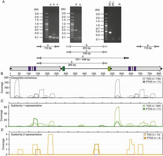 Transcriptional activity and epigenetic silencing of Ama_Cassandras in sugar beet. (A) RT–PCRs with Cassandra-specific primers on callus cDNA. Lanes (a–e) indicate the primer combinations as indicated below the gel images. Expected amplicon sizes are indicated. Control experiments were performed using histone H3 primers with RT-positive (RT+) and RT-negative (RT−) templates. Primer combinations for the internal regions of subfamilies 1 (lane b) and 2 (lane c) detect different transcriptional activity for both subfamilies. (B–D) Position-specific coverage of the Cassandra subfamily references with small RNA molecules. Small RNA sequences (n = 6.75 million) were mapped against a representative Cassandra consensus (grey, B) and reference sequences for subfamily 1 (green, C) and subfamily 2 (orange, D). According to their length, small RNAs were categorized as typical of either post-transcriptional gene silencing (PTGS, 21–23 nt) or transcriptional gene silencing (TGS, 24–26 nt). Differences in small RNA mapping patterns for subfamilies 1 and 2 (C, D) reference sequences are results of SNPs within the 5′ and 3′ LTR sequences.