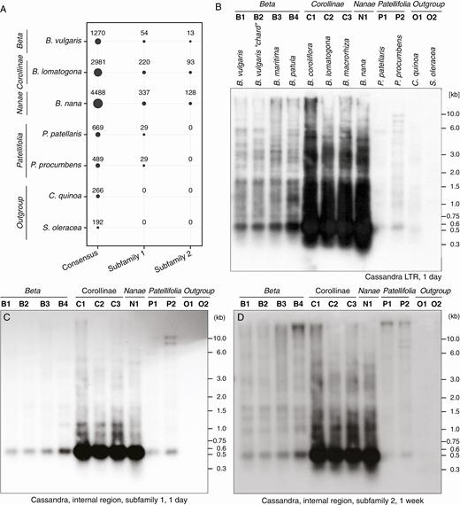 Abundance of Ama_Cassandra in beet and related species. (A) Comparative mapping of six million randomly selected genomic reads to Ama_Cassandra consensus sequences, and two reference sequences representing the internal regions of subfamilies 1 and 2. Circle areas indicate the number of mapped reads. (B–D) Genomic DNA of B. vulgaris and related Amaranthaceae species was restricted by DraI and hybridized with Ama_Cassandra probes specific for the LTR (B) and the internal regions of subfamily 1 (C) and subfamily 2 (D), respectively. Exposure times are indicated below the images (B–D). The estimated Cassandra-specific length of the most prominent fragment varies between 540 bp (B, C) and 480 bp (B, D).