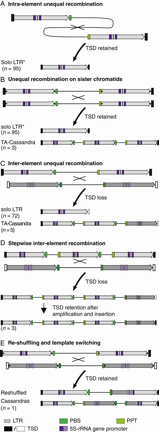 Cassandra recombination and re-shuffling results in structural variants. The number of identified sequences assignable to each recombination mechanism is given in brackets. Asterisks mark unambiguously assignable sequences. Sequence information for all TA Cassandra sequences is provided as additional data at https://doi.org/10.5281/zenodo.3872802. (A) Solo LTRs with TSDs are most likely a result of recombination within one Cassandra copy, leading to the deletion of one LTR and the internal region. (B, C) Solo LTRs and TA Cassandras emerge from inter-element unequal recombination between either Cassandra copies from the same locus on sister chromatids or homologous chromosomes (B) or two distinct Cassandra copies (C). While solo LTRs are a result of the deletion of one LTR and the internal region, TA Cassandras are formed by merging two copies in association with the loss of one LTR. In these cases TSDs are only preserved upon inter-element recombination between orthologous Cassandra copies on sister chromatids or homologous chromosomes. (D) Stepwise recombination of full-length and TA copies leads to Cassandras with two or more additional copies of LTR and internal sequences. (E) Template switching during reverse transcription can create chimeric full-length or TA copies, harbouring sequence information of both template Cassandras. Those re-shuffled Cassandras gain TSDs during their integration process.