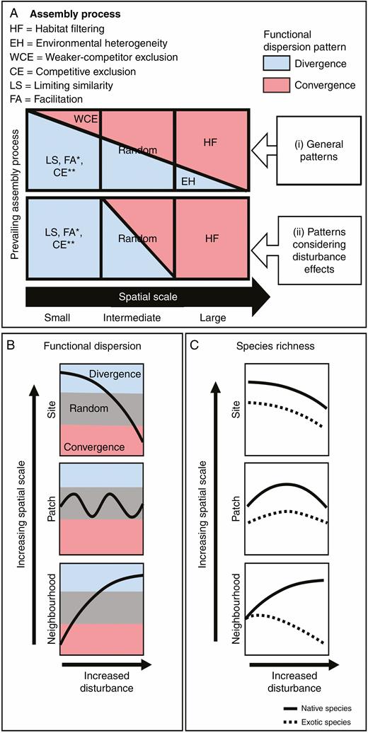 Conceptual model for predicting community assembly processes across different spatial scales considering disturbance effects. Trait assembly patterns (functional dispersion): trait divergence (blue) and trait convergence (red). (A) (i) General trait assembly patterns (based on de Bello et al., 2013), where habitat filtering (red area) prevails over environmental heterogeneity (blue area) at large spatial scales, whereas limiting similarity (or facilitation* or competitive exclusion**) (blue area) prevails over weaker-competitor exclusion (red area) at small spatial scales; a random pattern is expected at intermediate scales (equal red and blue areas). (ii) Trait assembly patterns considering disturbance effects, where the prevalence of habitat filtering over environmental heterogeneity increases at large scales (reinforced habitat filtering), whereas the prevalence of limiting similarity (or facilitation) over weaker-competitor exclusion increases at small scales (reinforced limiting similarity); the random pattern is maintained at intermediate scales. *If facilitation is the prevailing assembly process then the volume of functional space occupied by the species present in a community should also increase (see main text). **If competitive exclusion is the prevailing assembly process promoting divergence then species richness should also decrease (see main text). (B) Expected relationships between disturbance and functional dispersion across scales (neighbourhood, patch and site). The grey strip corresponds to values of functional dispersion not different from a null model (random); values above the grey strip indicate functional divergence and values below the grey strip indicate functional convergence. Disturbance increases trait divergence at the neighbourhood scale, produces mainly random patterns at the patch scale and increases trait convergence at the site scale. (C) Expected relationships between disturbance and relative species richness of native (solid lines) and exotic (dotted lines) species across spatial scales: At the neighbourhood scale, limiting similarity prevails; hence, disturbance that suppresses competitive dominance would increase native species richness, which may prevent further establishment of exotic species (Byun et al., 2018; but see Hess et al., 2019). At the patch scale, assembly processes cancel each other out, and native and exotic species richness would increase at moderate levels of mortality caused by disturbance. Native species, however, may increase slightly more than exotics due to adaptations to historic agents of disturbance; the opposite may be expected due to anthropogenic disturbance (Catford et al., 2012). At the site scale, native and exotic richness would decrease due to the prevalence of habitat filtering over environmental heterogeneity (see main text).