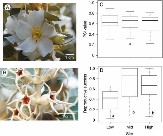 Details of the inflorescence (A) and of immature fruits (B) and boxplot of the proportional similarity index (PSi) (C) and reproductive success (D) of T. laniflora from three rocky outcrop sites at Serra do Cipó, southeastern Brazil. Reproductive success was measured as the mean individual fruit set per flower produced. Low, low-altitude site (Cedro); Mid, mid-altitude site (Pedra do Elefante); High, high-altitude site (Quadrante 16). Different letters indicate significant differences at P < 0.001 (tMid = 4.76; tHigh = 3.93; R2GLM = 0.20; P < 0.001). Black lines represent the medians and open circles in (C) are outliers.