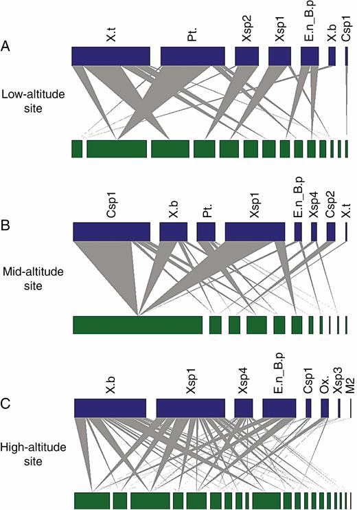 Individual plant–pollinator networks of T. laniflora from three rocky outcrops sites at Serra do Cipó, southeastern Brazil. (A) Low-altitude site (Cedro); (B) mid-altitude site (Pedra do Elefante); (C) high-altitude site (Quadrante 16). Green nodes represent the proportion of flowers visited by bee species for each individual plant. Blue nodes represent the frequency of interactions of each pollinator species. Grey wedges indicate individual plant–pollinator interactions. Csp1, Centris sp1; Csp2, Centris sp2; E.n_B.p, Eulaema nigrita and Bombus pauloensis; M2, morphotype 2; Ox., Oxaea sp., Pt, Ptiloglossa sp1; X.b, Xylocopa bimaculata; Xsp1, Xylocopa sp1; Xsp2, Xylocopa sp2; Xsp3, Xylocopa sp3; Xsp4, Xylocopa sp4; X.t, Xylocopa truxali. Data for E. nigrita and B. pauloensis were combined due to the morphological similarity of species and difficulty distinguishing them in the field.