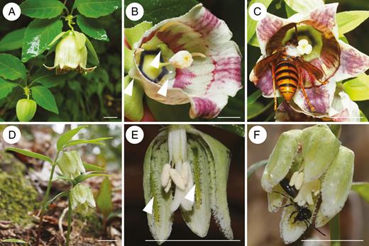 Flowers and pollinators of Codonopsis lanceolata (A–C) and Fritillaria koidzumiana (D–F) (scale bar = 10 mm). (A) General appearance. (B) Longitudinal section of a flower showing nectar droplets in nipple-shaped spurs (white arrowheads). (C) Pollinator: Vespa simillima xanthoptera collecting floral nectar at the base of the flower. Note that its dorsal thorax is dusted with pollen and touches the stigma. (D) General appearance. (E) Longitudinal section of the flower showing band-shaped nectaries on the tepals (white arrowheads). (F) Pollinator: Andrena bee visiting a flower with pollen on the dorsal thorax. The pollinator manoeuvres itself into the bell-shaped flower.