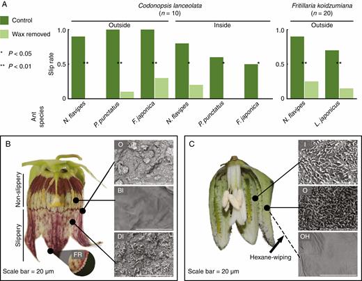 Impact of epicuticular wax crystals on the attachment of freely walking ants. (A) Slip rates of ants in the behavioural assays on Codonopsis lanceolata and Fritillaria koidzumiana perianths. The dark green bars show the slip rate on the control perianths, and the light green bars show the same on the perianths from which the wax has been removed (by wiping with hexane). The sizes of the ants used in the experiment are: Nylanderia flavipes, 2 mm; Pristomyrmex punctatus, 3 mm; Lasius japonicus, 3 mm; Formica japonica, 7 mm. (B and C) Longitudinal sections of the flowers and corresponding scanning electron microscopy (SEM) images of the perianths of C. lanceolata (B) and F. koidzumiana (C). Arrowheads show the hairy processes on F. koidzumiana tepals. O, outer (abaxial) surface of perianths; BI, basal inner (adaxial) surface; DI, distal inner (adaxial) surface; FR, rough structure on the fringe of corolla; I, inner (adaxial) surface; O, outer (abaxial) surface; OH, outer (abaxial) surface wiped with hexane.