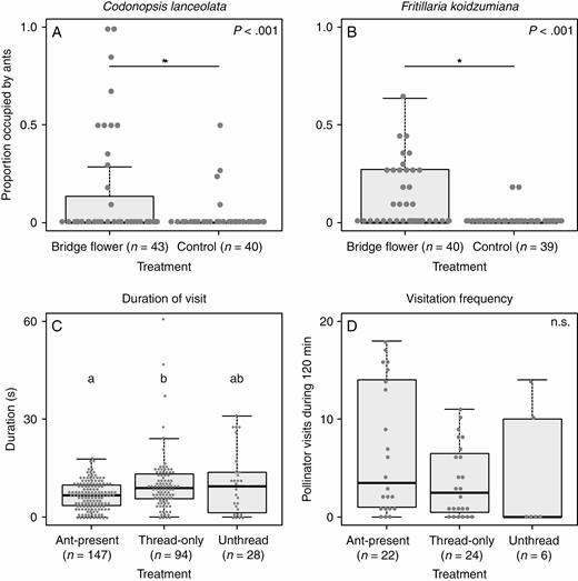 Results of the field experiments. (A and B) Frequencies of the ant-present records for each flower treatment in the bridging experiment. (A) Codonopsis lanceolata. (B) Fritillaria koidzumiana. The asterisks indicate significant differences according to Wald tests following a generalized linear mixed model (GLMM) or generalized linear model (GLM) (P < 0.05). (C and D) Effect of nectar-thieving ants on pollinator behaviour. (C) Duration of pollinator visits to Codonopsis lanceolata flowers in the ant-introduction experiment. The letters indicate significant differences according to Tukey’s test following a GLMM (P < 0.05). (D) Visitation frequency of pollinators to C. lanceolata flowers during the 120 min observation period in the ant-introduction experiment.