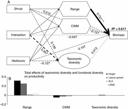 Structural equation modelling of the shrub (A) by herbivore effects and total (B) effects of range and CWM of each trait (in the absence of graminoids) on the biomass of forb communities. d.f. = 35, PBollen-Stine Bootstrap = 0.213, CFI = 0.923. Rectangular boxes are treatment variables, range (a composite variable of height range, lateral spread range, SLA range and LDMC range) and CWM (a composite variable of CWMheight, CWMlateral spread, CWMSLA and CMWLDMC) in hexagons are composite variables, and the ellipse is a latent variable that is indicated by richness and Shannon diversity of the forb community. Black solid arrows indicate a significant effect (at the level P < 0.05), and black dashed arrows indicate a non-significant effect (at the level P > 0.05). Values associated with solid arrows represent standardized path coefficients, which are also indicated by arrow width. Detailed effects of shrubs, herbivores and their interactions on the two composite variables are shown in Supplementary data Table S2. R2 values associated with response variables indicate the proportion of explained variation by relationship with other variables. ***P < 0.001.