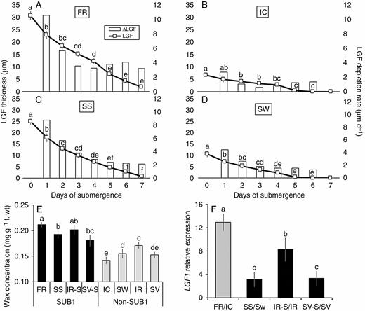 Periodic decline in leaf gas film (LFG) thickness under complete submergence over a period of 7 d (line diagram) and corresponding rate of LGF depletion (histogram) represented graphically for FR, FR13A (A), IC, IC450292 (B), SS, Swarna-Sub1 (C) and SW, Swarna (D), where the primary and secondary vertical axes correspond to LGF thickness (line diagram) and rate of LGF depletion (histogram), respectively. Here, the italicized name of the genotype marks it as Sub1 type, which is used uniformly for all figure legends. The initial content of epicuticular wax on leaf surfaces (E) and the relative expression level of the LGF1 gene in leaves (F) was measured before imposition of submergence stress in eight genotypes, i.e. Swarna, IR64, Savitri and their SUB1 introgressed counterparts, along with FR and IC. Relative change in LGF1 expression is shown in the SUB1 introgressed lines as compared with their non-Sub1 counterparts (shown as black bars), while the expression in FR was compared with respect to IC (shown in grey bar). The values presented are the mean ± s.e.m. (n = 3 for A–D; n = 5 for E and n = 3 for F), and values sharing the same letter are not significantly different (P < 0.05) according to Tukey’s multiple range test.