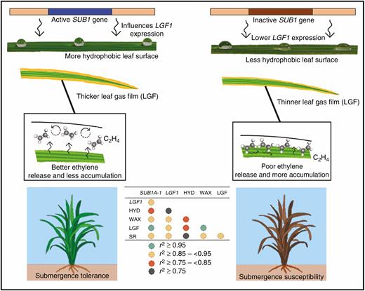 A typical representation of how SUB1 influences LGF1 gene action, leading to increased leaf hydrophobicity in Sub1 (left panel) and non-Sub1 (right panel) rice genotypes. Increased leaf hydrophobicity results in greater leaf gas film thickness upon submergence which helps in better ethylene release and less bioaccumulation of ethylene. This delays ethylene-induced senescence under submergence, aiding submergence tolerance in rice.