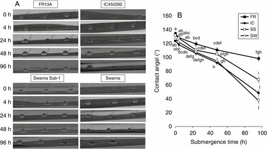 Periodic decline of leaf hydrophobicity (A) measured in terms of reduction in contact angle of the water droplet put on the leaf surface (B) in four rice genotypes (FR, FR13A; IC, IC450292; SS, Swarna-Sub1; and SW, Swarna) subjected to complete submergence for up to 96 h. The values presented are the mean ± s.e.m. (n = 3).