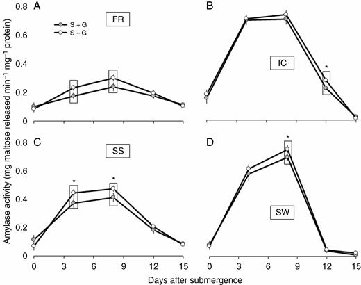 Periodic changes in α-amylase activity in leaves of FR13A (A), IC450292 (B), Swarna-Sub1 (C) and Swarna (D) subjected to 14 d of complete submergence with (S + G) and without (S – G) a leaf gas film. The values presented are the mean ± s.e.m. (n = 3), and the data points marked by a box with ‘*’ at the top denote a significant difference (P < 0.05) between (S + G) and (S – G) treatments according to Tukey’s multiple range test.