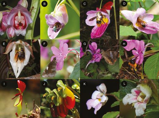 Balsaminaceae flower diversity and pollination syndromes. (A) Hydrocera triflora flower. (B–E) Bee-pollinated species: (B). I. jiewhoei, (C) I. psittacina, (D) I. daraneenae, (E) I. kerriae. (F–H) Species pollinated by Lepidoptera and bees (bimodal): (F) I. chiangdaoensis, (G and H) I. santisukii. (I and J) Bird-pollinated species: (I) I. hians, (J) I. niamniamensis. (K and L) Autogamous species: (K) I. decurva, (L) I. muscicola.