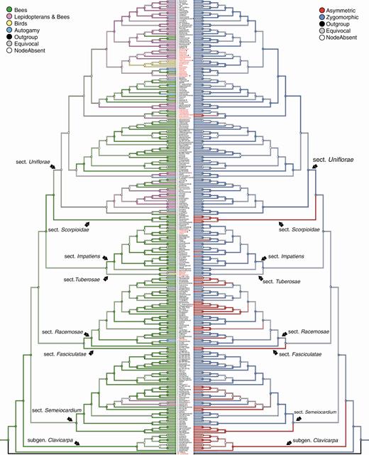 Parsimony ancestral character state reconstruction of pollination syndromes (left) and corolla symmetry (right). Branch colours represent the most parsimonious ancestral character states reconstructed using the MCC tree of the combined analysis. Pie charts at nodes represent the proportion of BEAST trees for which a particular character state at each node was reconstructed. The names of species outside Asia are marked in red. Black asterisks (*) show species for which pollination systems are known (see Supplementary data Table S2). Red asterisks (*) show species for which pollinators were observed by Saroj Ruchisansakun.