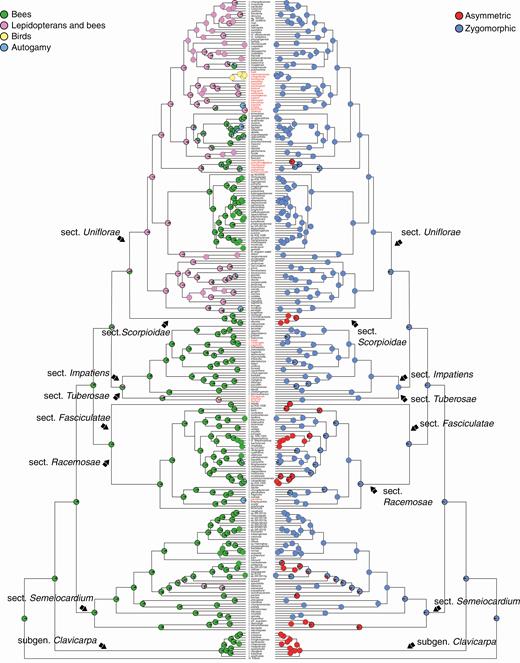 SIMMAP ancestral character state reconstruction of pollination syndromes (left) and corolla symmetry (right) on the maximum clade credibility tree from the combined BEAST analysis. Pie charts at nodes represent the posterior probability of states based on ten stochastic mappings. The names of species outside Asia are marked in red.
