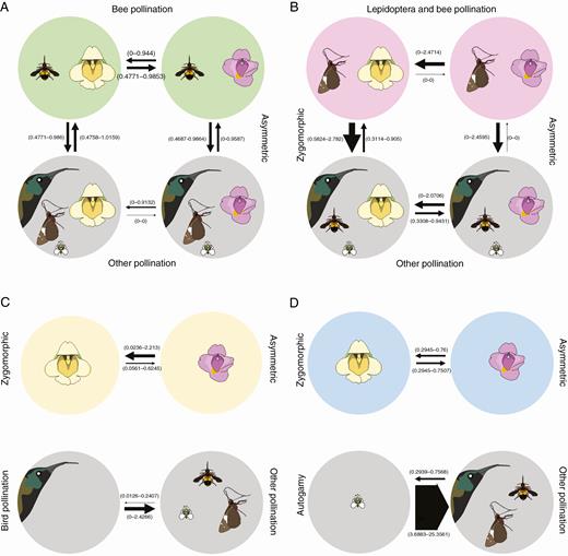 Analyses of correlated evolution between pollination syndromes and floral symmetry. Pollination syndromes were coded as binary characters (present vs. other). (A and B) Cases where the evolution of pollination syndrome and floral symmetry are dependent on each other, whereas in (C) and (D) they evolve independently. Arrow thickness represents the magnitude of the average transition rates across the RJ MCMC analysis based on the set of 900 trees resulting from the combined BEAST analysis. Values in parentheses represent the 95 % HPD of transition rates. (A) Bee pollination syndrome vs. other pollination syndromes. (B) Bimodal (Lepidoptera + bee) pollination syndrome vs. other pollination syndromes. (C) Bird pollination syndrome vs. other pollination syndromes. (D) Autogamy syndrome vs. other pollination syndromes.