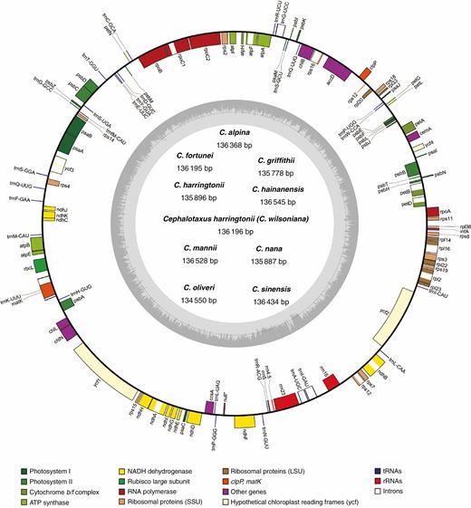 Map of Cephalotaxus plastomes. Genes shown outside the circle are transcribed clockwise, and those inside are transcribed counterclockwise. The dark grey area in the inner circle indicates the CG content of the plastome.
