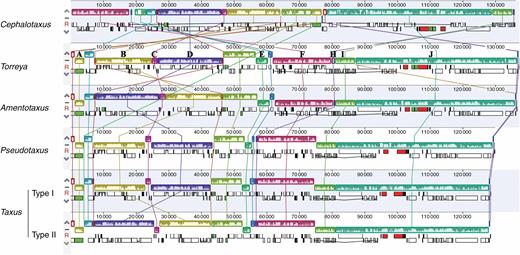 Multiple alignment resulted from Mauve showing genic arrangements detected in plastomes of Cephalotaxus and allied genera. Colour bars indicate syntenic blocks, and connecting lines indicate correspondence of blocks across plastomes.