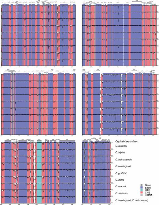 Alignment of Cephalotaxus plastomes using mVISTA, showing the percentages of sequence identity (y-axis).