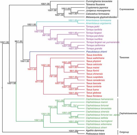 Phylogenetic relationships between Cephalotaxus and allied genera reconstructed by analyses of 81 plastid protein-coding genes using maximum likelihood (ML) and Bayesian inference (BI) methods. Numbers above branches indicated ML bootstrap percentage (BS) and BI posterior probability (PP).