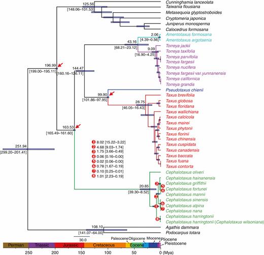 Divergence time estimation based on 81 plastid protein-coding genes. Numbers above and under the branches represent mean divergent ages and 95 % confidence interval of each node, respectively. Red arrows show the calibrating points for molecular dating. Divergence time and the timeline are indicated in million years ago (Mya).