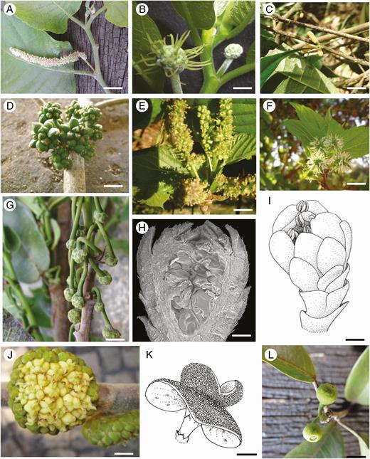 Inflorescence morphology of Moraceae species. (A, B) Staminate (A) and pistillate (B) inflorescences of Maclura tinctoria. (C, D) Staminate (C) and pistillate (D) inflorescences of Clarisia ilicifolia. (E, F) Staminate (E) and pistillate (F) inflorescences of Morus nigra. (G) Inflorescence of Brosimum gaudichaudii. (H, J) Staminate (H, I) and pistillate (J) inflorescences of Castilla elastica (cosexual tree). (K) Complementary staminate inflorescence of C. elastica (male tree). (L) Inflorescence of Ficus pertusa. Scale bars = 10 mm.
