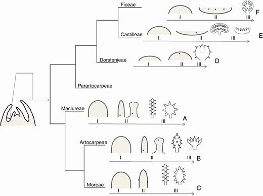 Schematic drawings summarizing information about three developmental stages of the inflorescence, plotted in a recent cladogram of Moraceae (Zerega and Gardner, 2019). Each plotted species represents a tribe. (A) Maclura tinctoria. I, elliptic meristem; II, meristem forms a horizontally elongated receptacle at whose margins floral meristems arise from the base to the apex; III, receptacle acquires an elongated (staminate) or globose (pistillate) format. (B) Clarisia ilicifolia. I, elongated meristem; II, meristem forms a horizontally elongated receptacle at whose margins floral meristems arise from the base to the apex; III, receptacle acquires an elongated (staminate) or globose (pistillate) shape. (C) Morus nigra. I, meristem elongates vertically; II, meristem forms a vertically elongated receptacle at whose lateral sides flower meristems arise; III, receptacle acquires an elongated (staminate) or oval (pistillate) format. (D) Brosimum gaudichaudii. I, flat meristem; II, meristem forms a spherical receptacle where the central floral meristems emerge; III, receptacle with immersed flowers. (E) Castilla elastica. I, elliptic meristem; II, meristem forms a concave receptacle in whose central depression floral meristems emerge; III, the margins of the receptacle do not close and the receptacle acquires a bivalvate (staminate, male tree) or discoid (pistillate, cosexual tree) format. (F) Ficus pertusa. I, hemispheric meristem; II, meristem forms a bulging receptacle where the first floral meristems emerge; III, the margins of the receptacle expand and enclose the inflorescence. *Floral meristem; I, early stages, meristem shape; II, intermediate stages, location of the first floral meristems; III, late stages, final shape of the inflorescence with flowers attached to a receptacle.
