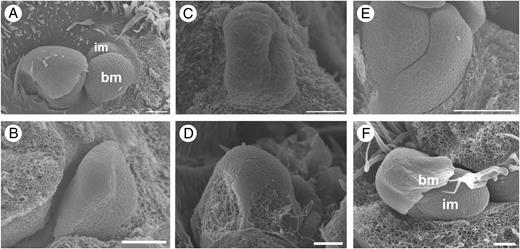 Early developmental stages of inflorescence of Maclura tinctoria (A, B), Clarisia ilicifolia (C, D) and Morus nigra (E, F). (A) Inflorescence meristem in the axil of a subtending bract. (B) Elongation of a pistillate inflorescence meristem forming the receptacle. (C) Elongated staminate inflorescence meristem. Bract removed. (D) Slightly elliptical receptacle (pistillate inflorescence). (E) Staminate inflorescence meristem vertically expanded (bract removed). (F) Pistillate inflorescence meristem in the axil of a bract. bm, bract meristem; im, inflorescence meristem. Scale bars: (A) = 10 μm; (B) = 25 μm: (C, D, F) = 50 μm; (E) = 200 μm.