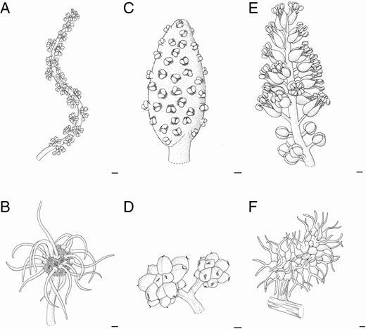 Final developmental stages of inflorescence of Maclura tinctoria (A, B), Clarisia ilicifolia (C, D) and Morus nigra (E, F). (A) General inflorescence scheme. Note the elongated receptacle and the arrangement of staminate flowers. (B) General inflorescence scheme. Note the globose shape of the inflorescence receptacle with pistillate flowers. (C) General inflorescence scheme. Note the staminate flowers arranged along the inflorescence receptacle. (D) General inflorescence scheme. Note the rounded receptacle with pistillate flowers in late developmental stages. (E) General inflorescence scheme. Note the staminate flowers arranged along an elongated receptacle. (F) General inflorescence scheme with pistillate flowers arranged along the receptacle. Scale bars: (A–F) = 200 μm.